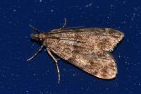 Eudonia mercurella