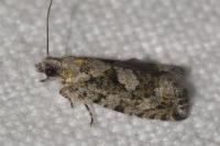 Zeiraphera isertana