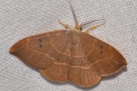 Watsonalla binaria
