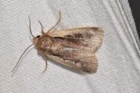 Ochropleura plecta