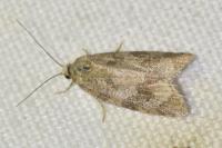 Cnephasia incertana