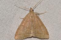 Herminia tarsipennalis