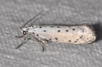 Yponomeuta