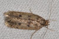 Hofmannophila pseudospretella