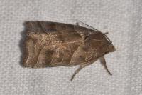 Ipimorpha retusa
