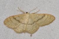 Idaea deversaria