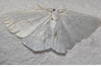 Cabera pusaria