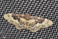 Idaea rusticata