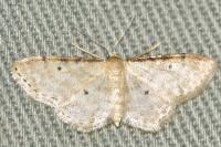 Idaea fuscovenosa