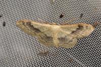 Idaea aversata