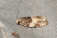 Gypsonoma sociana