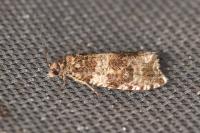 Celypha lacunana