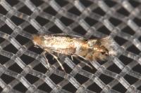 Phyllonorycter ulmifoliella