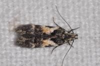 Teleiodes luculella