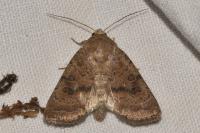 Hoplodrina blanda