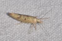 Ypsolopha alpella