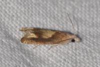 Eucosma conterminana