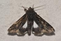 Catephia alchymista