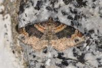 Xanthorhoe ferrugata