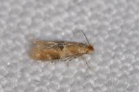 Bucculatrix ulmella