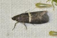 Elegia similella