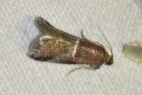 Acrobasis marmorea