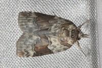 Nycteola siculana