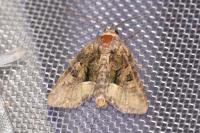 Oligia latruncula/strigilis/versicolor