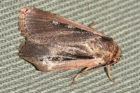 Ochropleura leucogaster