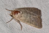 Hoplodrina ambigua