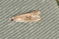 Catoptria verellus
