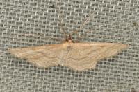 Idaea macilentaria