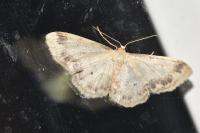 Idaea trigeminata