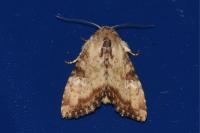 Apamea scolopacina
