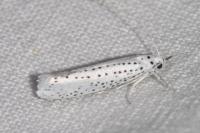 Yponomeuta evonymella