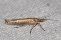 Ypsolopha ustella