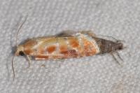 Rhyacionia buoliana