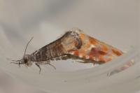 Clavigesta purdeyi