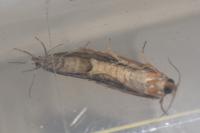 Clavigesta purdeyi