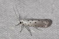Yponomeuta padella