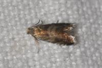 Strophedra nitidana