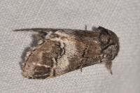 Drymonia querna
