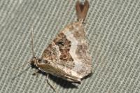 Epirrhoe alternata