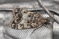 Eudonia lacustrata