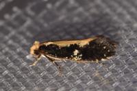Monopis obviella