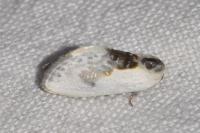 Cilix glaucata