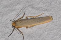 Manulea complana