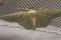 Hemithea aestivaria