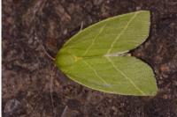 Bena bicolorana