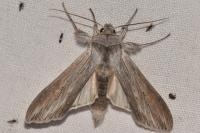 Cucullia umbratica